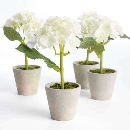 MINI HYDRANGEA POTTED 8"