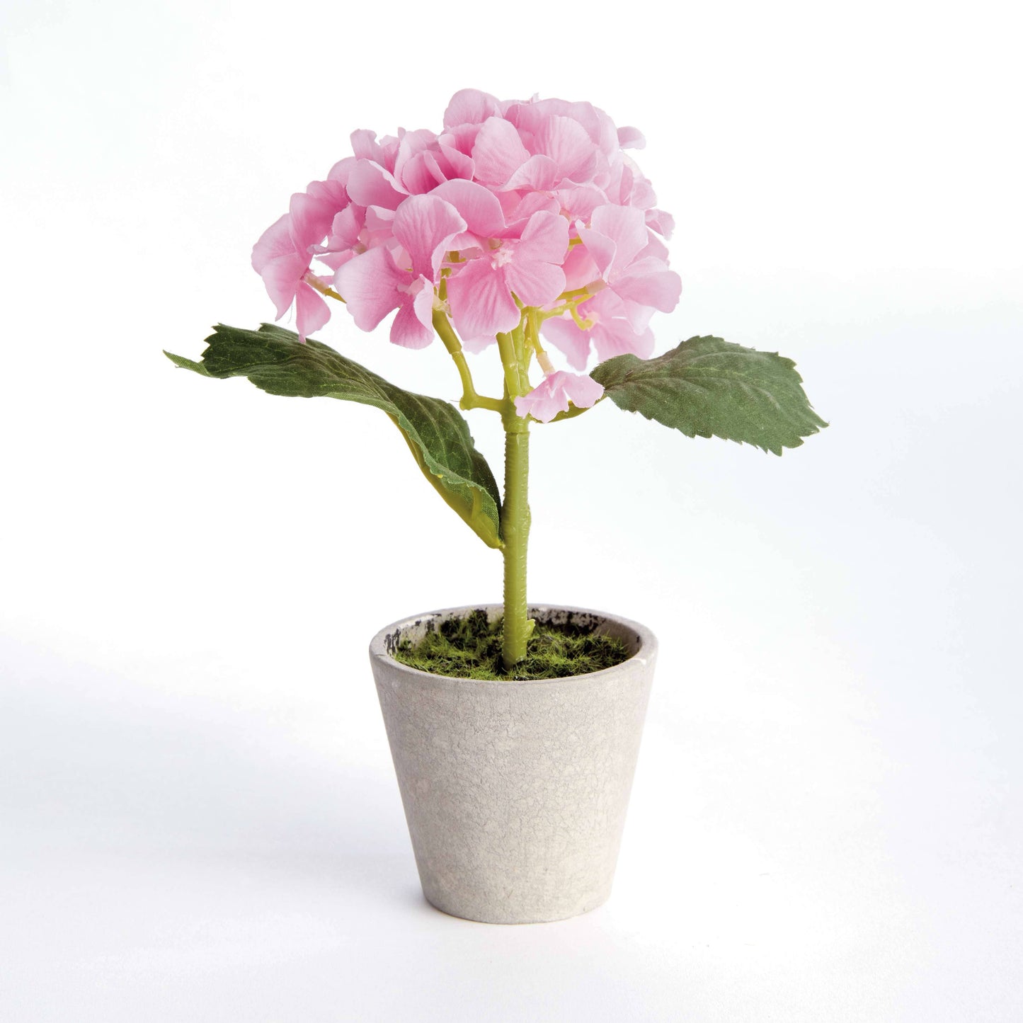 MINI HYDRANGEA POTTED 8"
