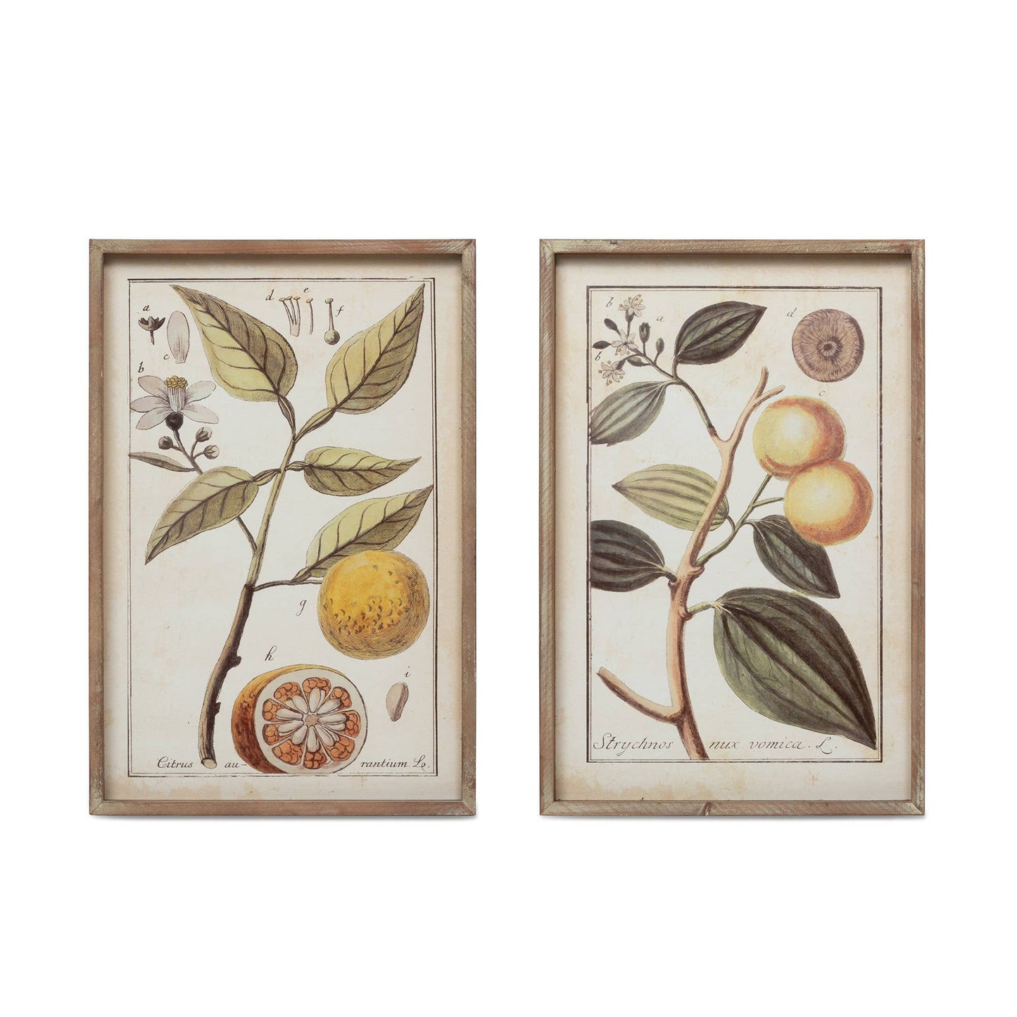 Park Hill Collection Botanical Study Citrus Prints