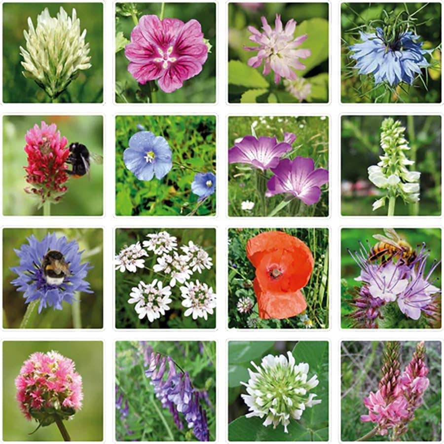 Blossombs Small Box - Dear Teacher- 7 Seed Bomb Balls