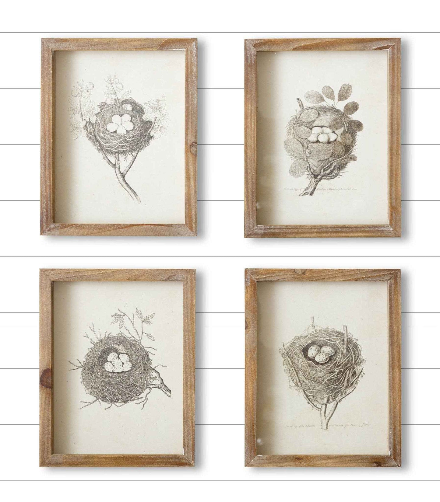 Framed Prints - Nests (Pk/04 Ast)