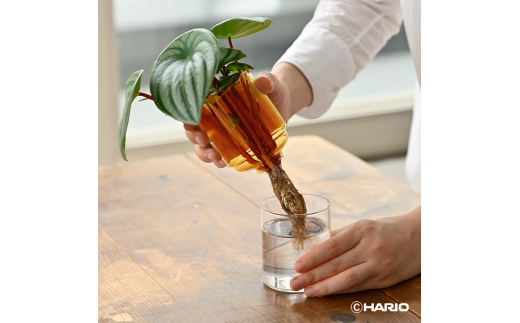 Glass Flower Vase