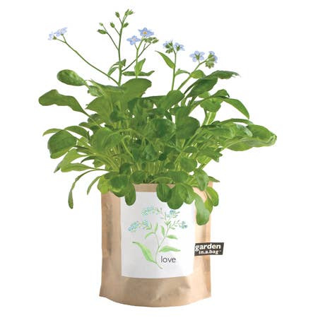 Garden in a Bag | Love - Forget Me Nots | Mother's Day
