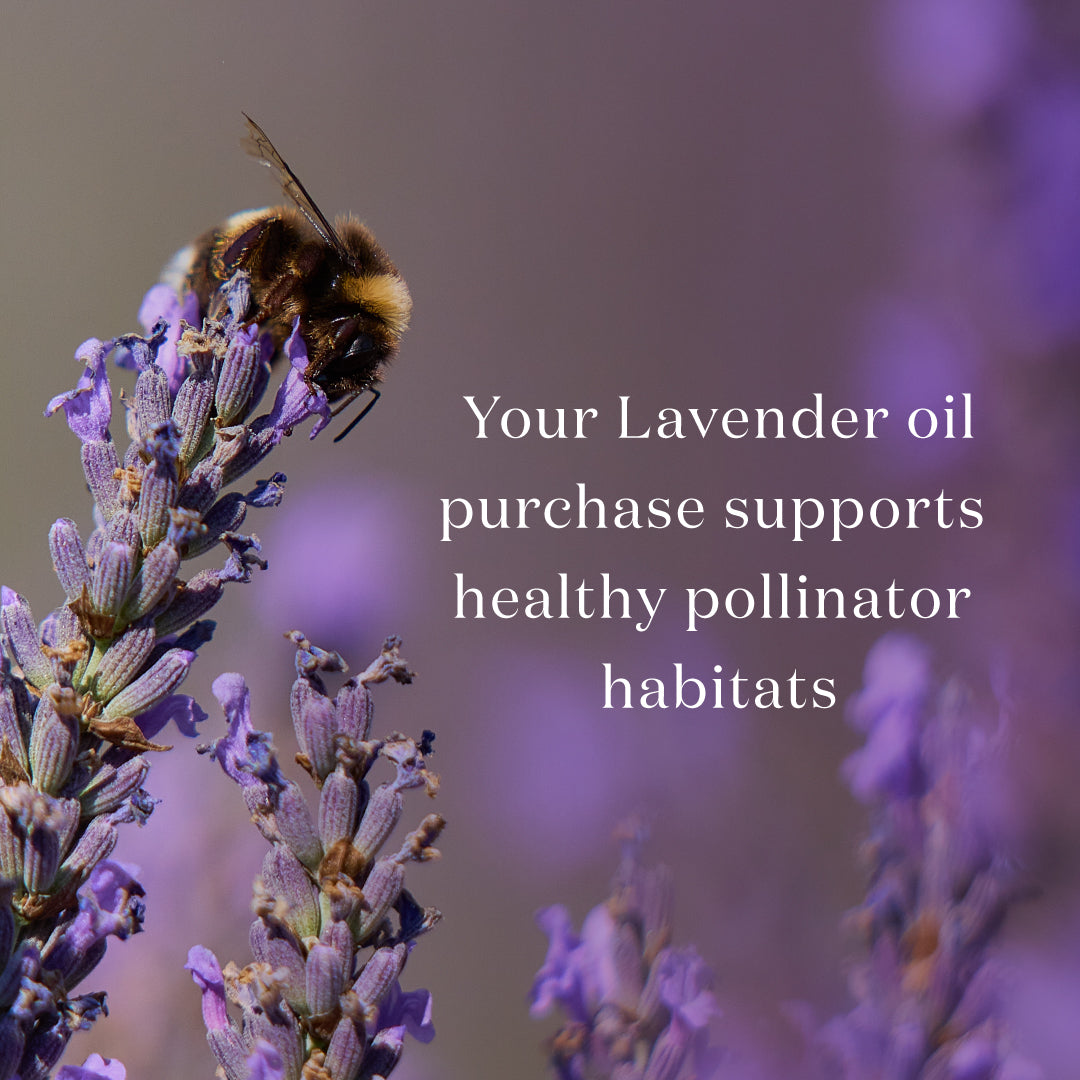 Lavendar - Young Living Essential Oil 15ml