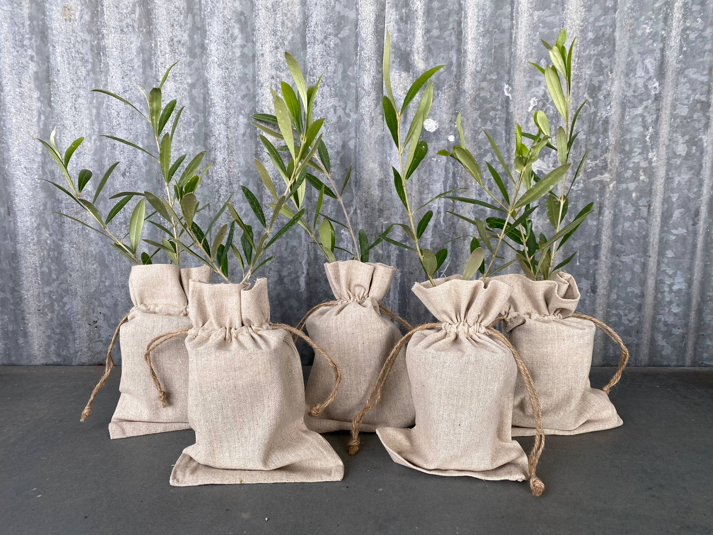 Multi-Branch Olive Trees in Burlap