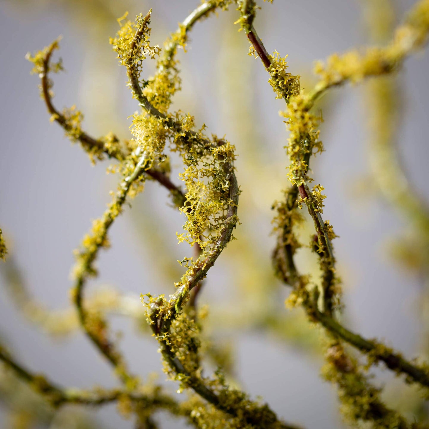 Moss Covered Twig Stem 40"