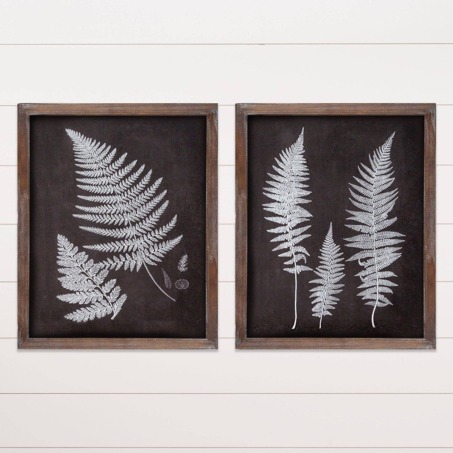Framed Prints - Birds