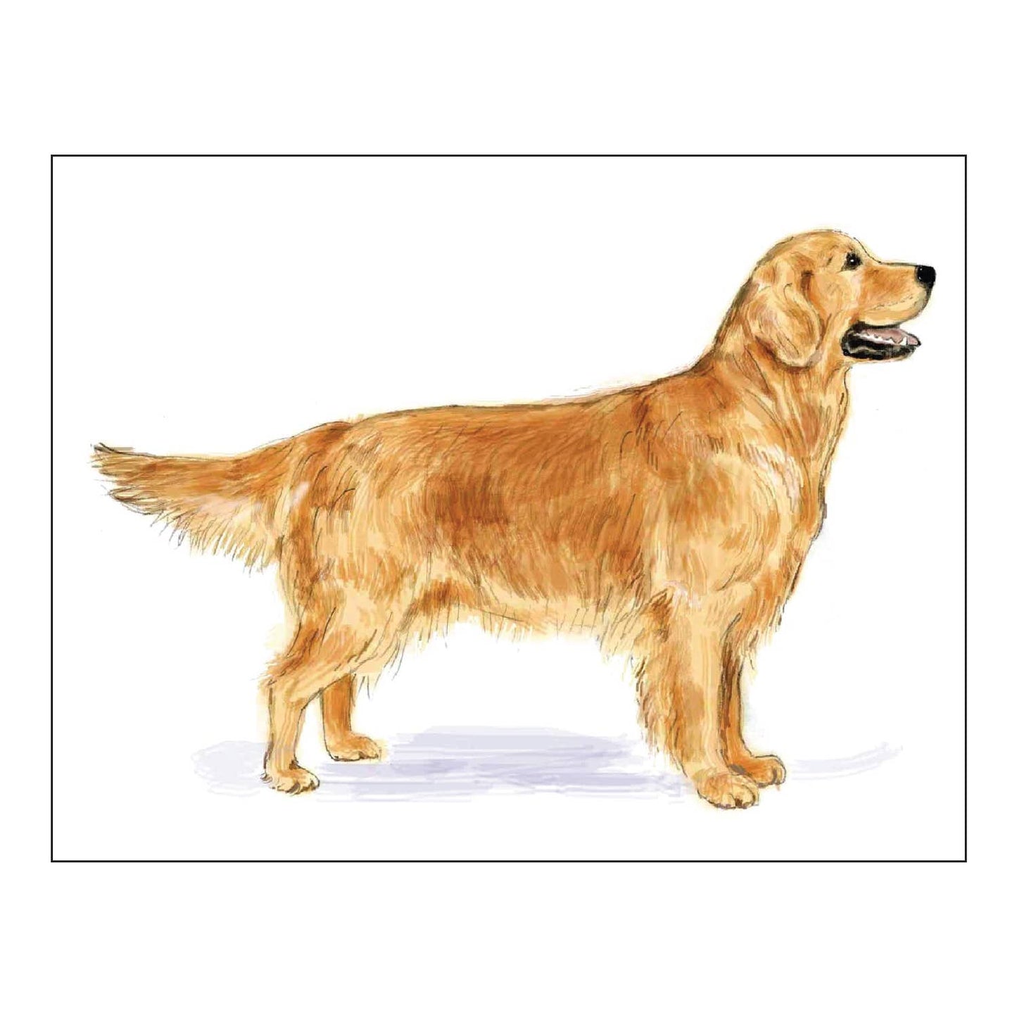 GOLDEN RETRIEVER FOLDOVER NOTE CARDS