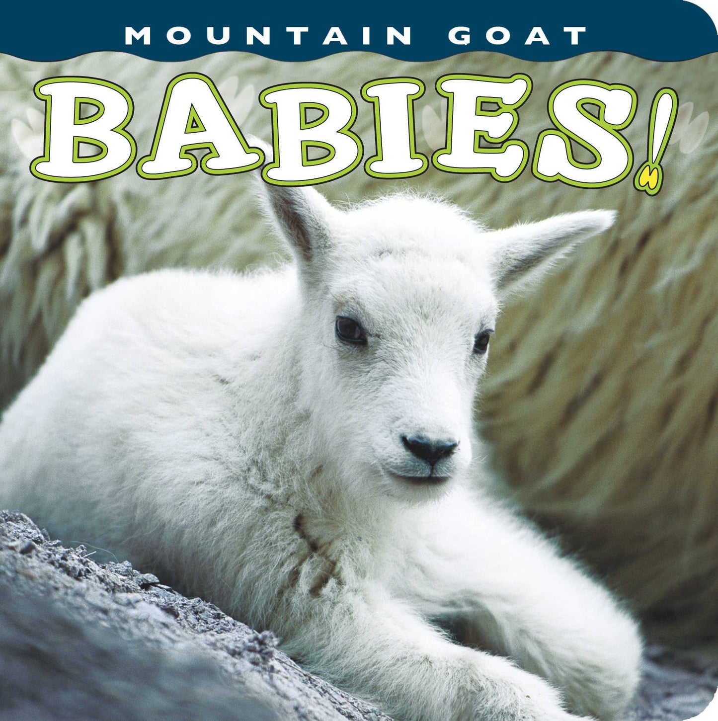 Mountain Goat Babies