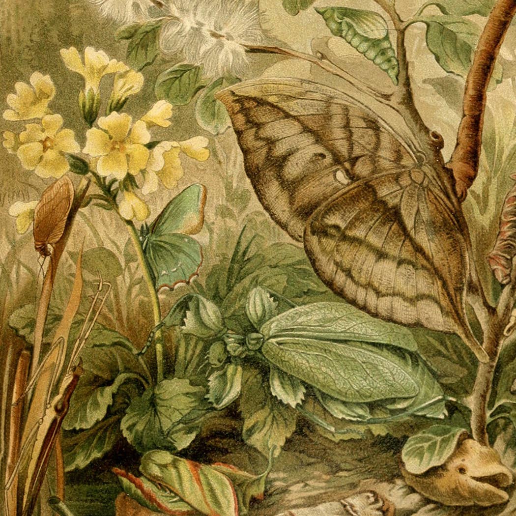 Mimicry Insects Cottagecore Framed Reproduction Print