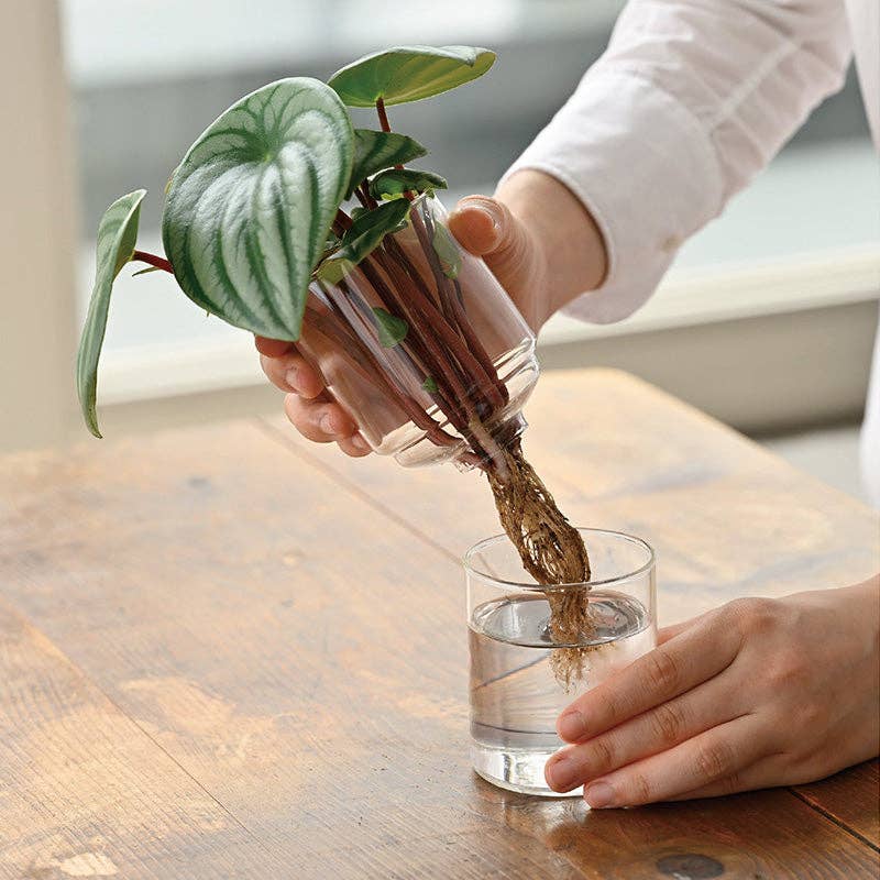 Glass Flower Vase