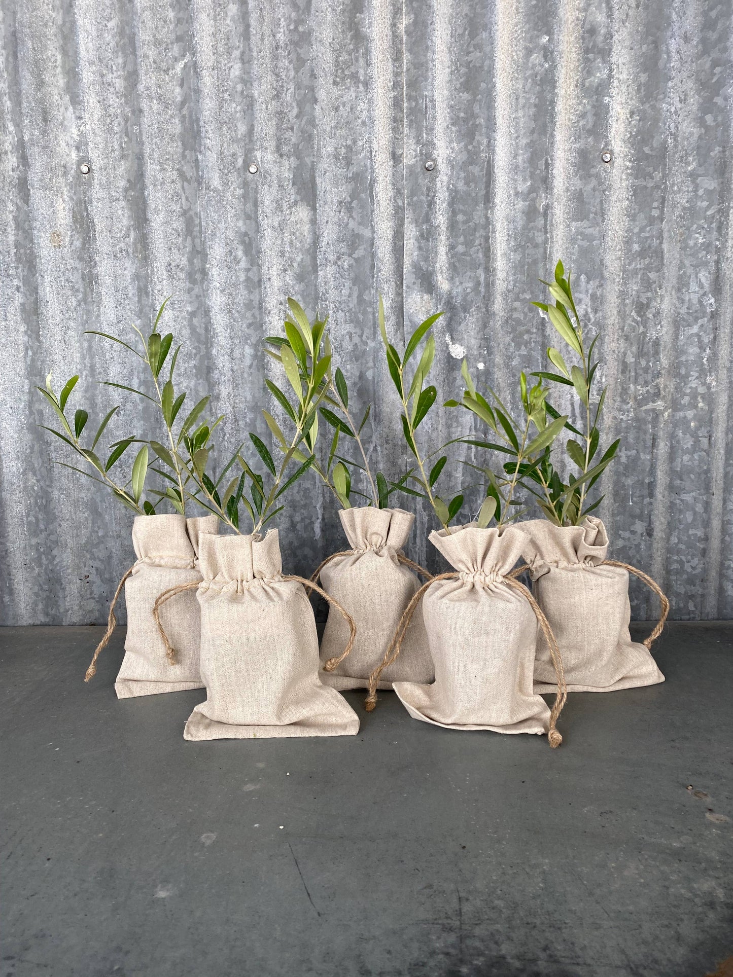 Multi-Branch Olive Trees in Burlap