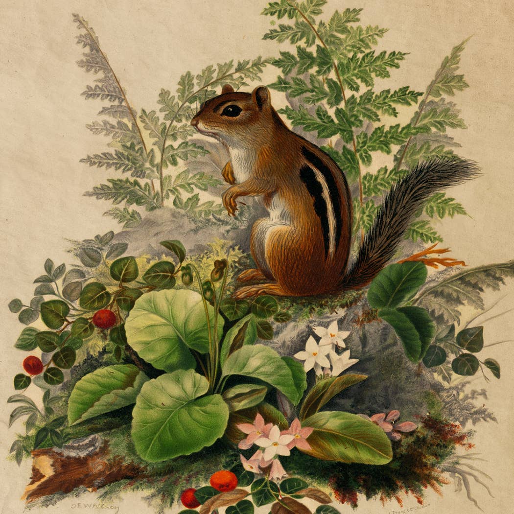 Woodland Chipmunk Cottagecore Framed Reproduction Print