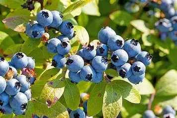 Homemade Blueberry Jam