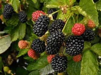 Homemade Blackberry Jam