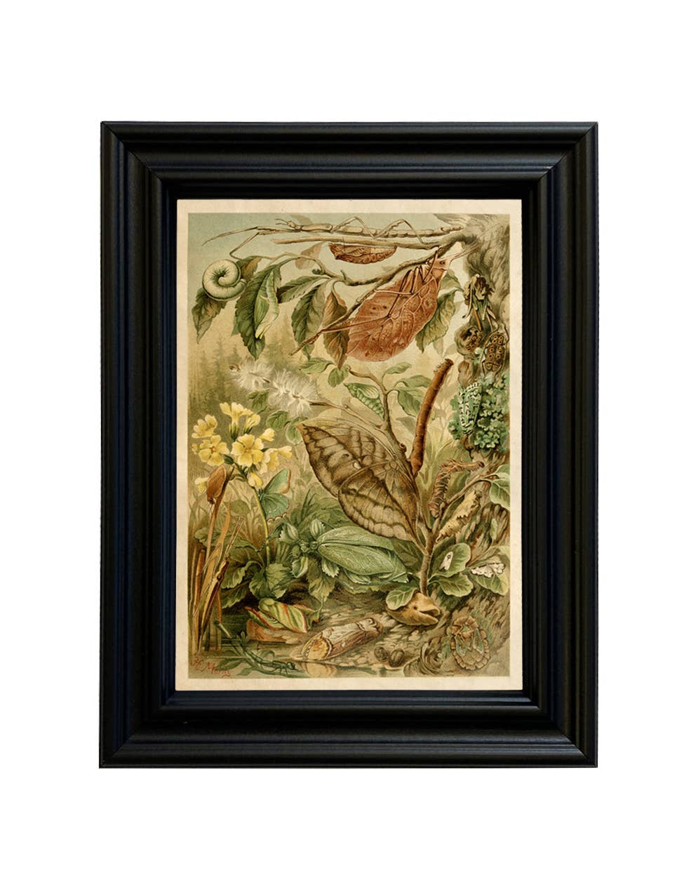 Mimicry Insects Cottagecore Framed Reproduction Print