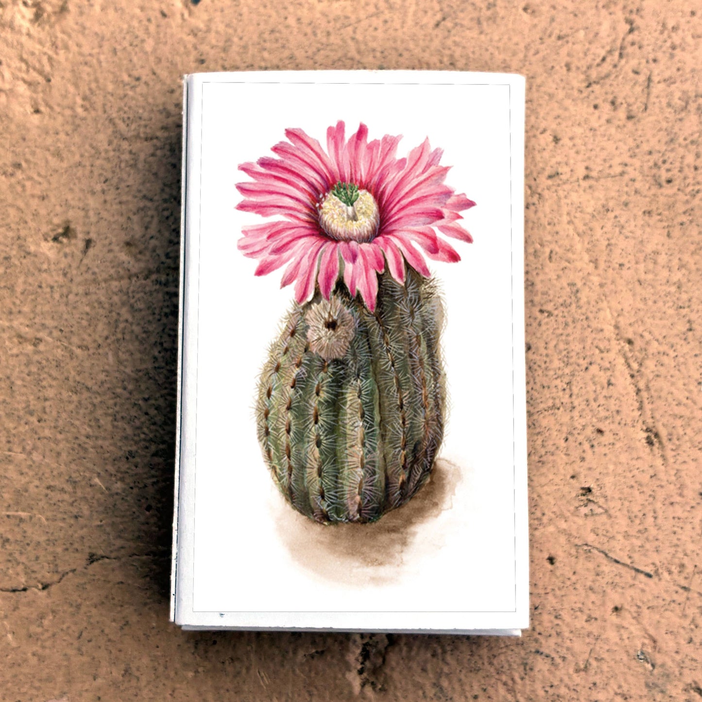 Matches • Turkeyhead Cactus •
