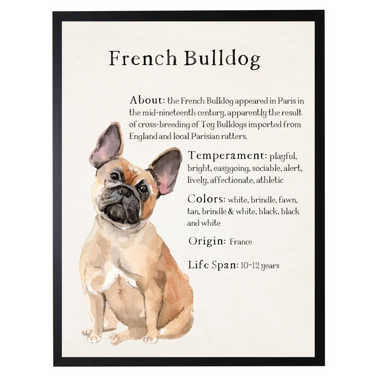 Framed watercolor French Bulldog with facts