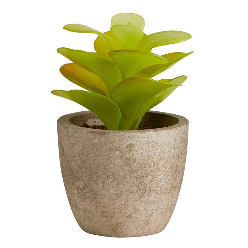 Succulent in Cement Pot