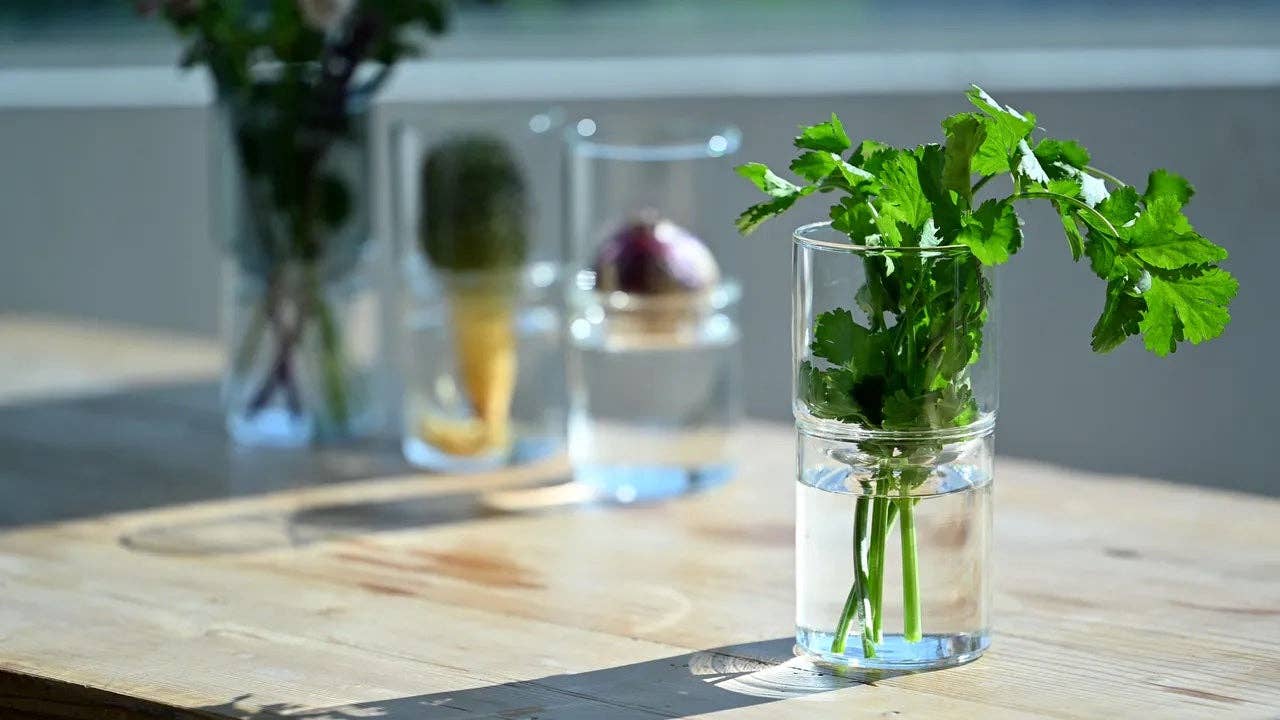 Glass Flower Vase