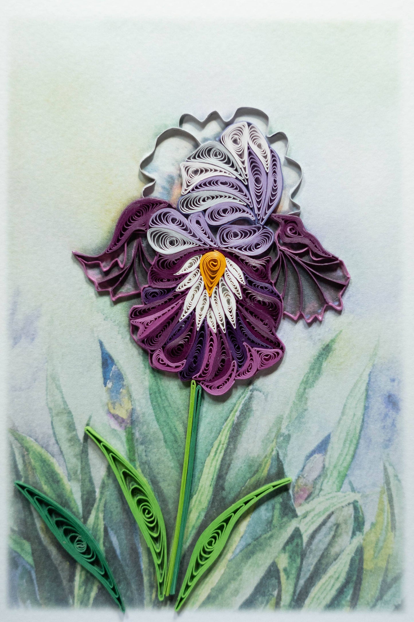 Iris Wishes