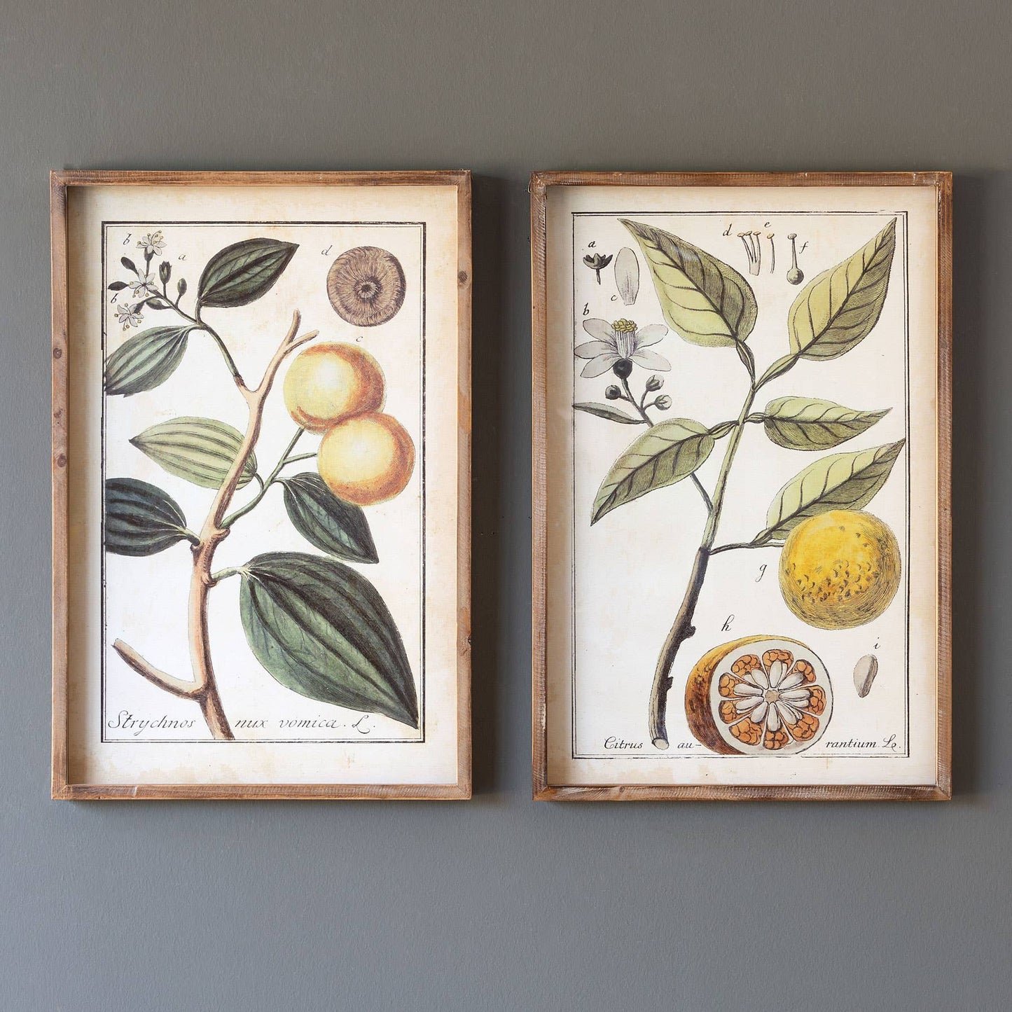 Park Hill Collection Botanical Study Citrus Prints
