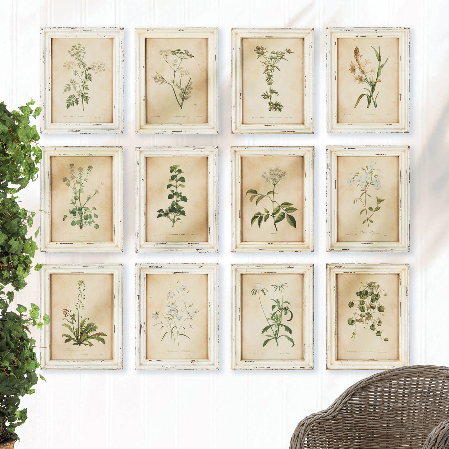 Framed Wild Flower Botanical Prints -Assorted- Sold Separately
