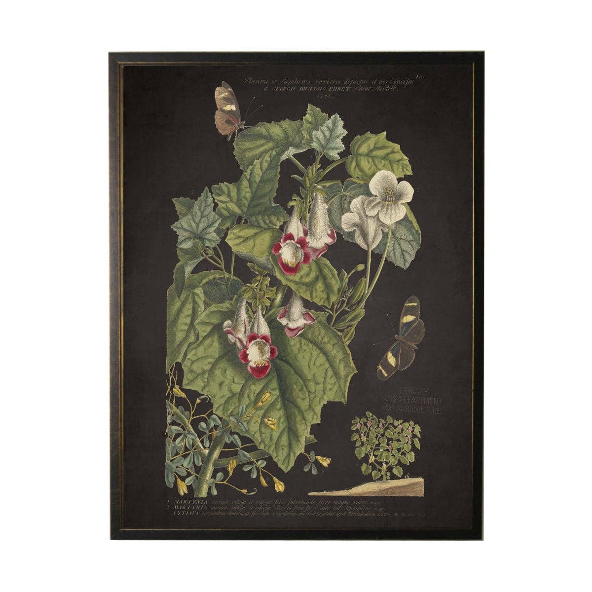 Vintage Floral And Butterfly Print On Black Background