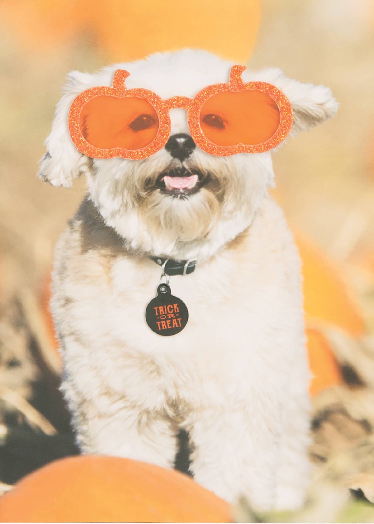 Trick-Or-Treat Dog Greeting Card, Front of a Halloween card showing a fluffy white dog wearing orange glitter pumpkin-shaped glasses and a black collar tag reading Trick or Treat, sitting among pumpkins.