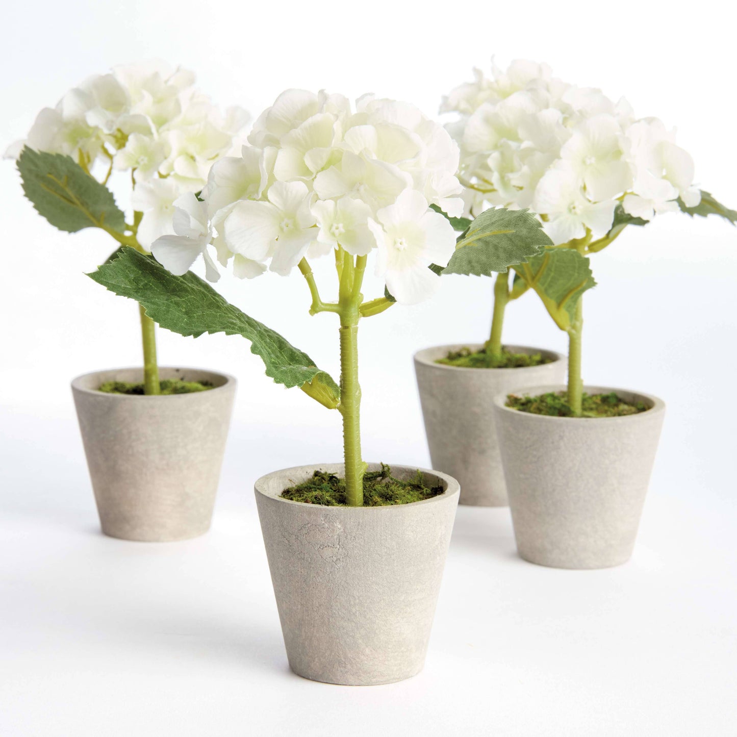 MINI HYDRANGEA POTTED 8"