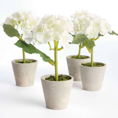 MINI HYDRANGEA POTTED 8"