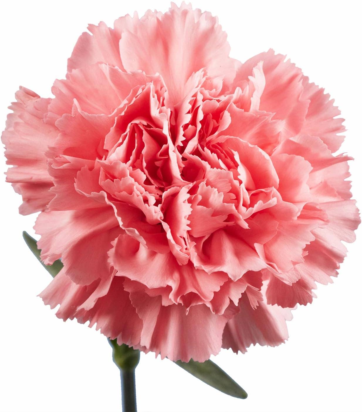 19.5"-Real Touch Classic Artificial Carnation