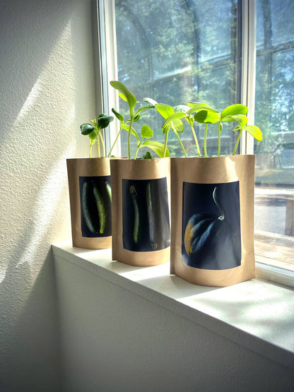 Seed Start | Zucchini