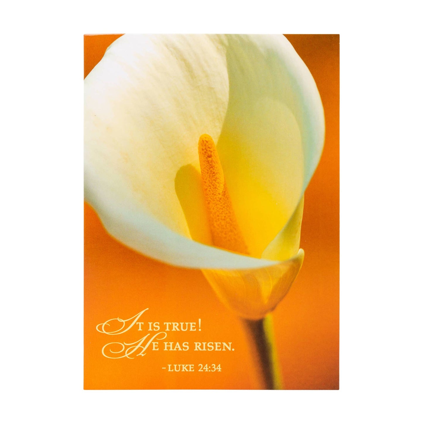 Divinity Boutique - Boxed Cards: Easter, Spring Flowers