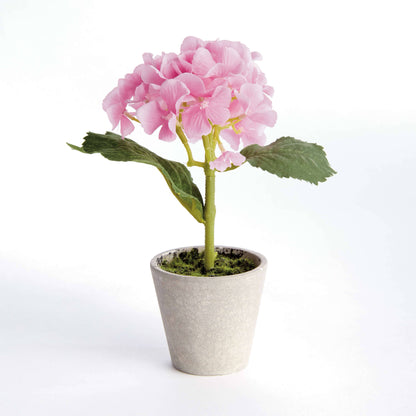 MINI HYDRANGEA POTTED 8"