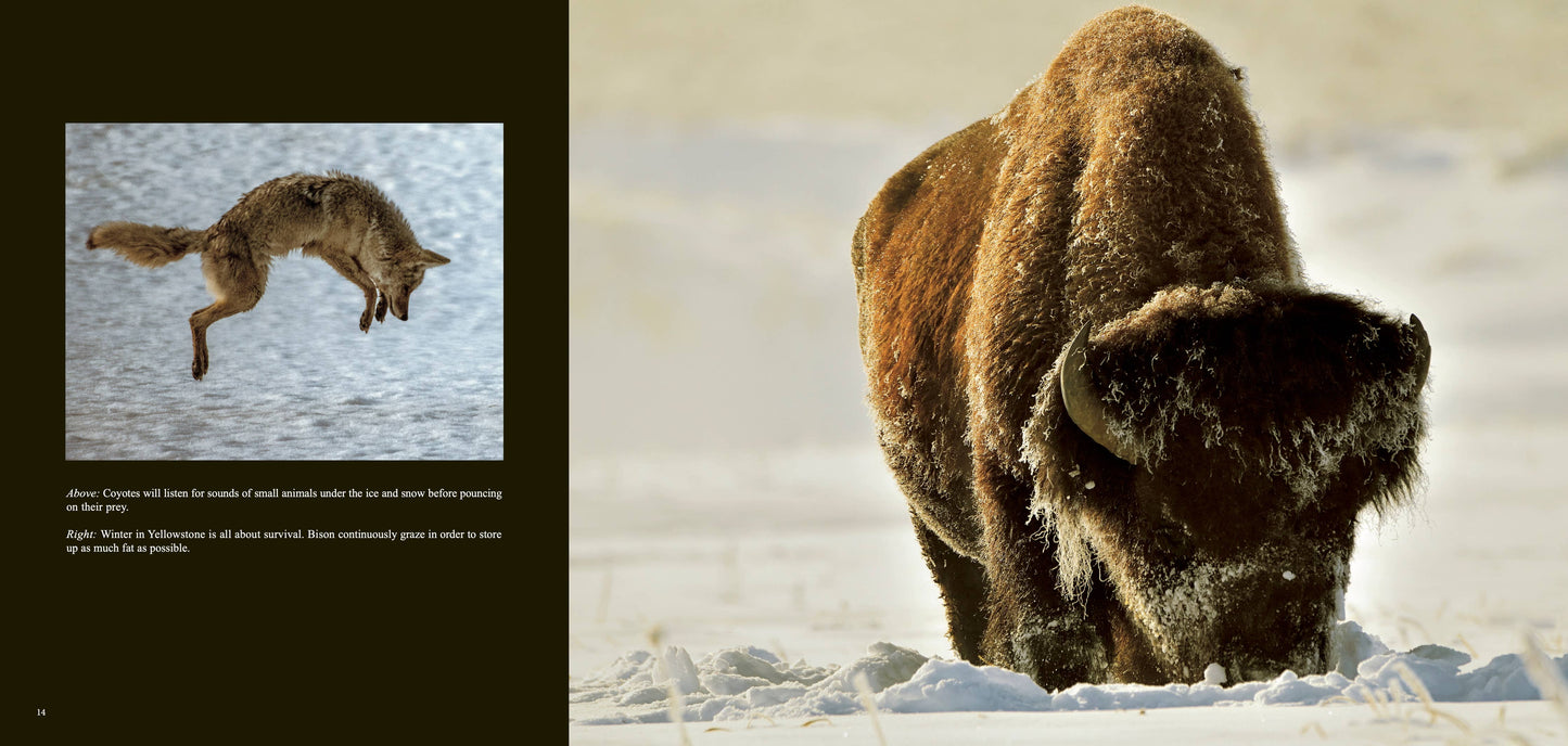 Wild Yellowstone: Land of Geysers & Grizzlies