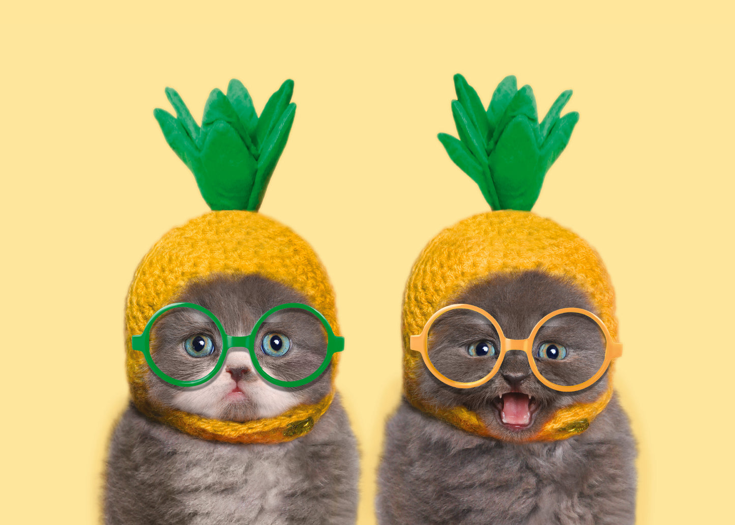 Cats Pineapple Hats and Glasses Greeting Card