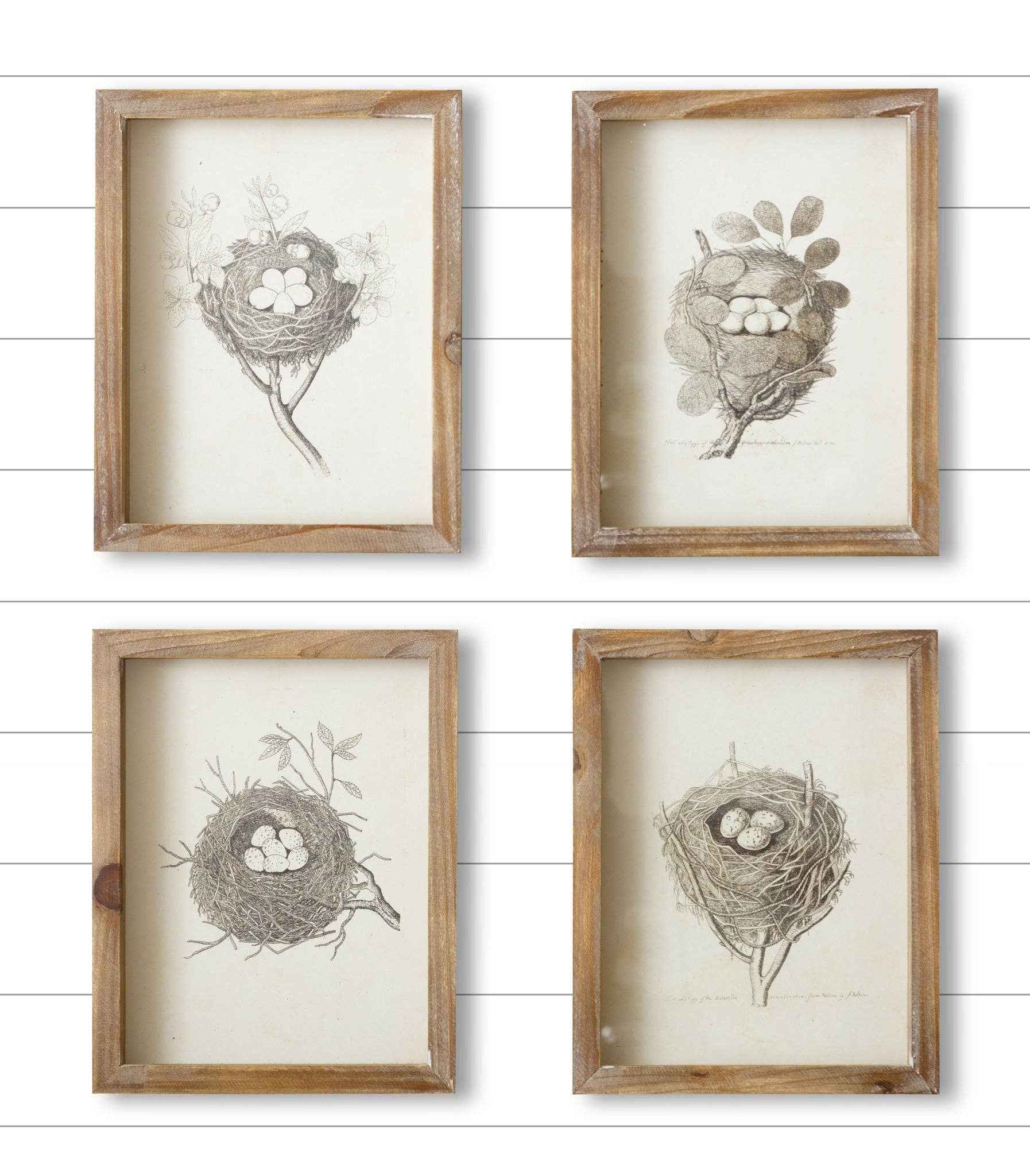 Framed Prints - Nests (Pk/04 Ast)