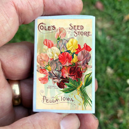 Sweet Pea Flower Matches