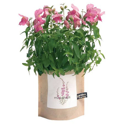 Garden in a Bag Snapdragon | Best Seller