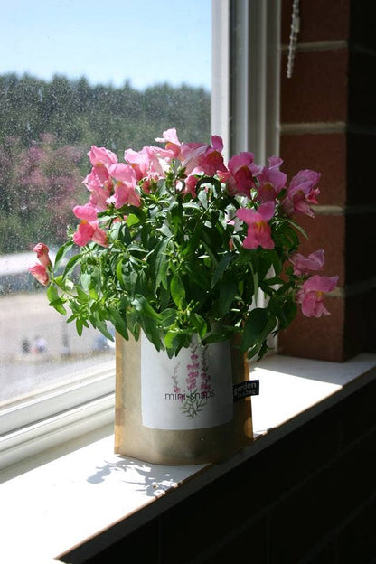 Garden in a Bag Snapdragon | Best Seller