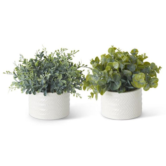 Assorted Eucalyptus in Ribbed White Ceramic Vase (2 Styles)