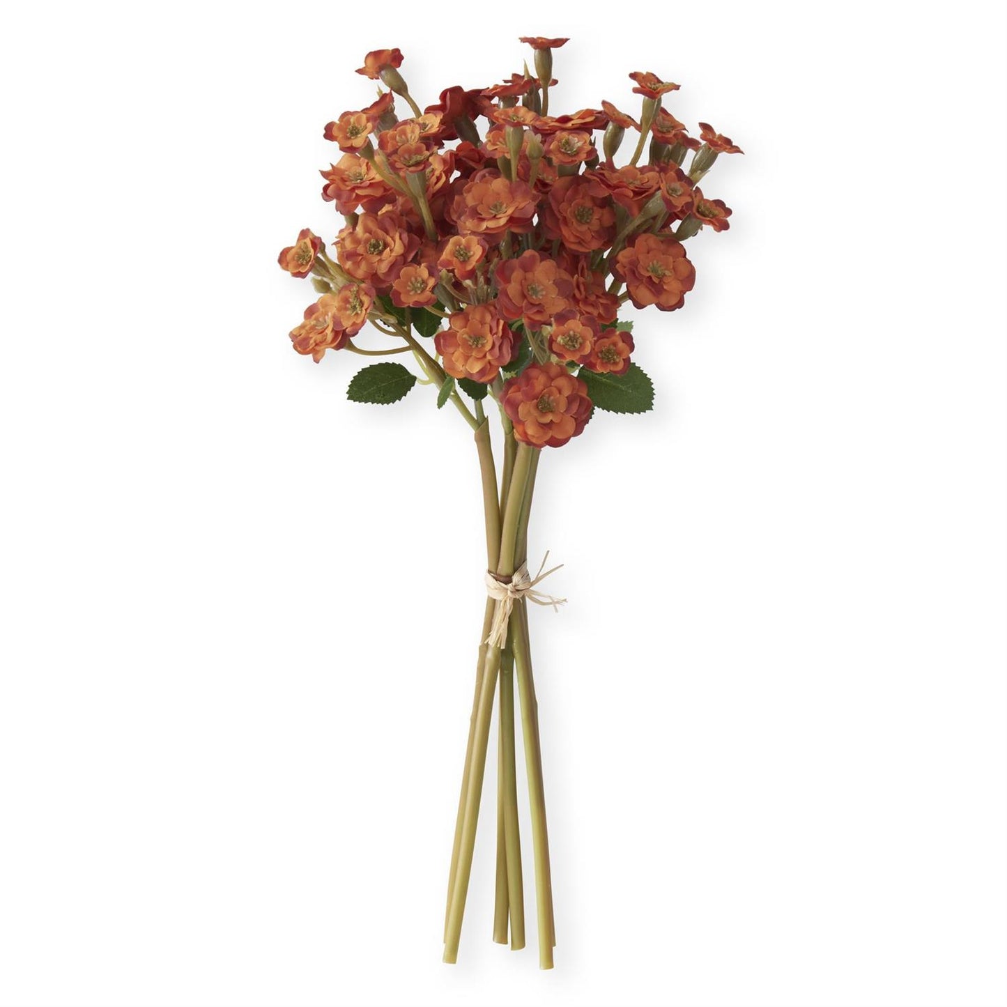 11 Inch Orange Primrose Bundle