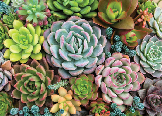 Rompecabezas de jardín de suculentas