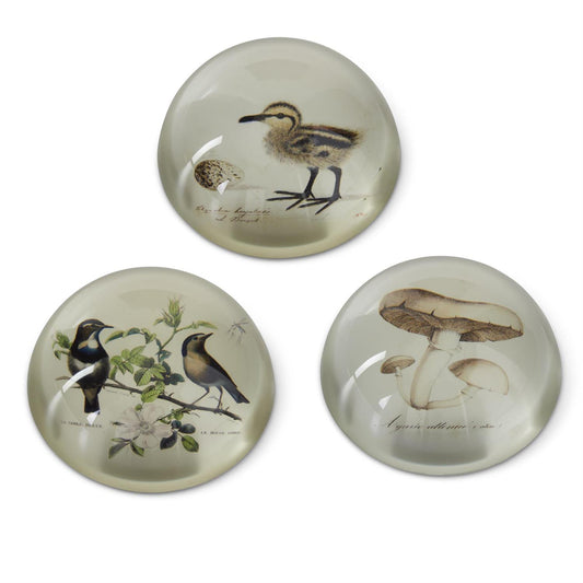 Assorted Glass Dome Paperweights (3 Styles)