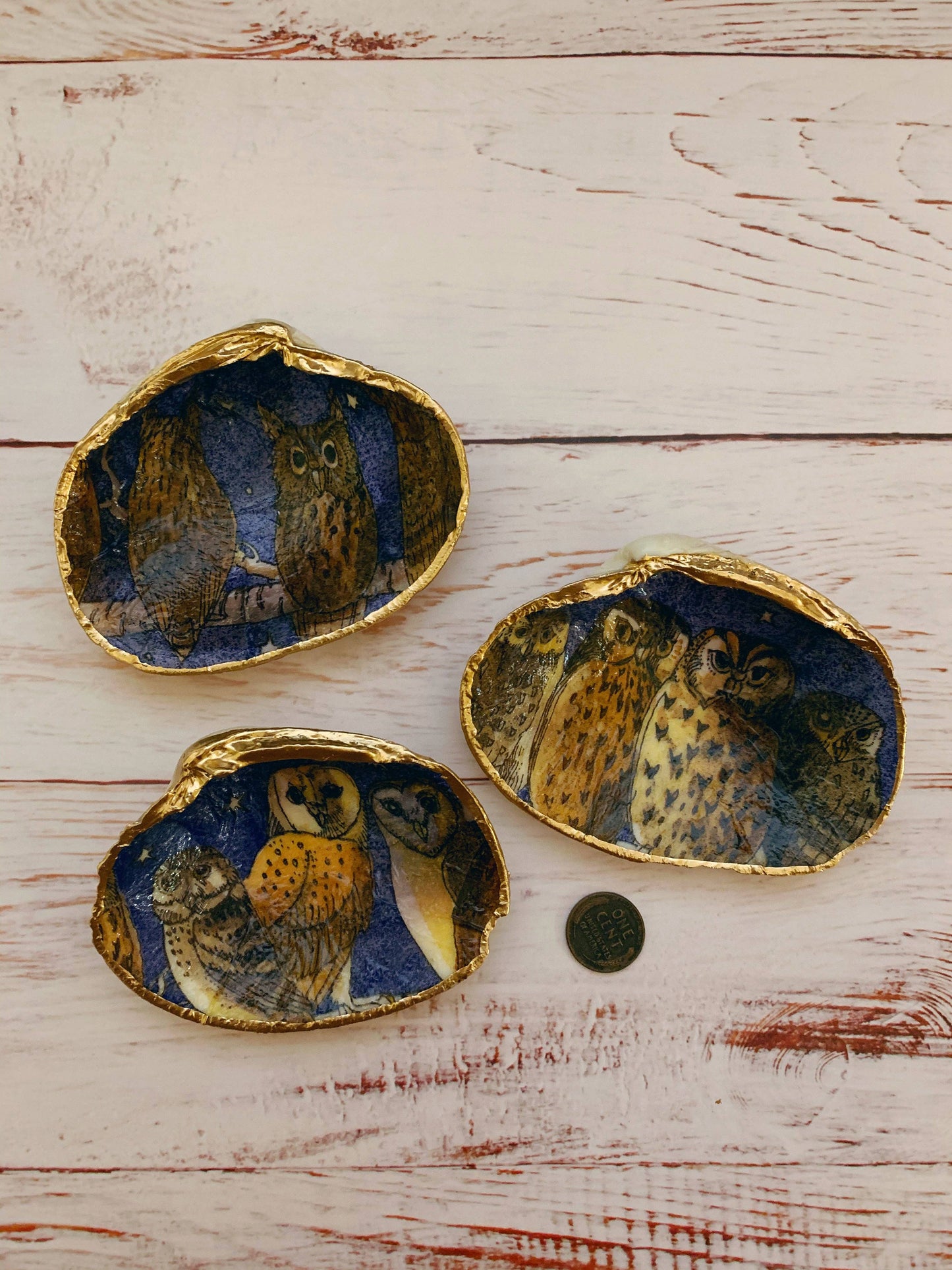 “Owl eyes “ Serenity Shells