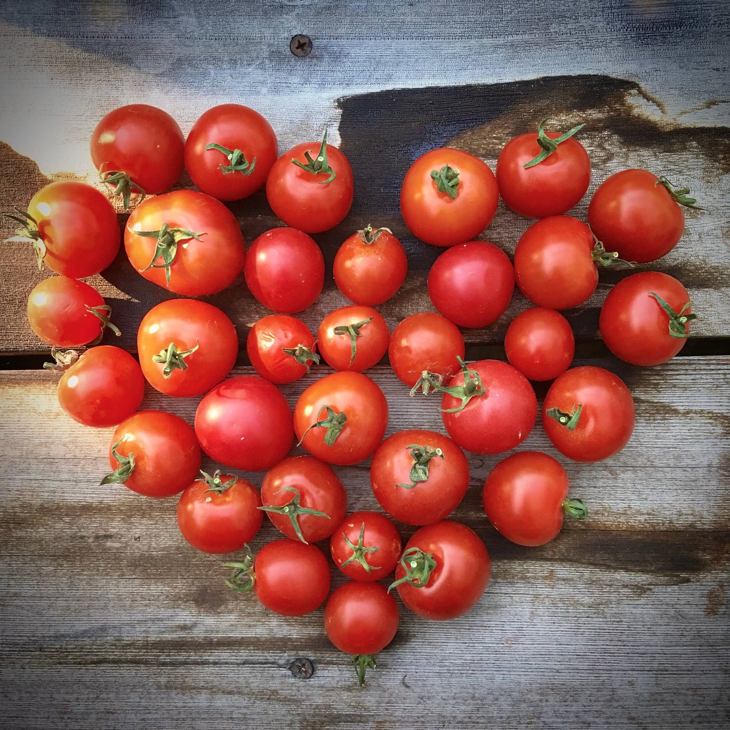 Garden in a Bag Tomato