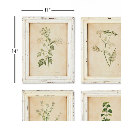 Framed Wild Flower Botanical Prints -Assorted- Sold Separately