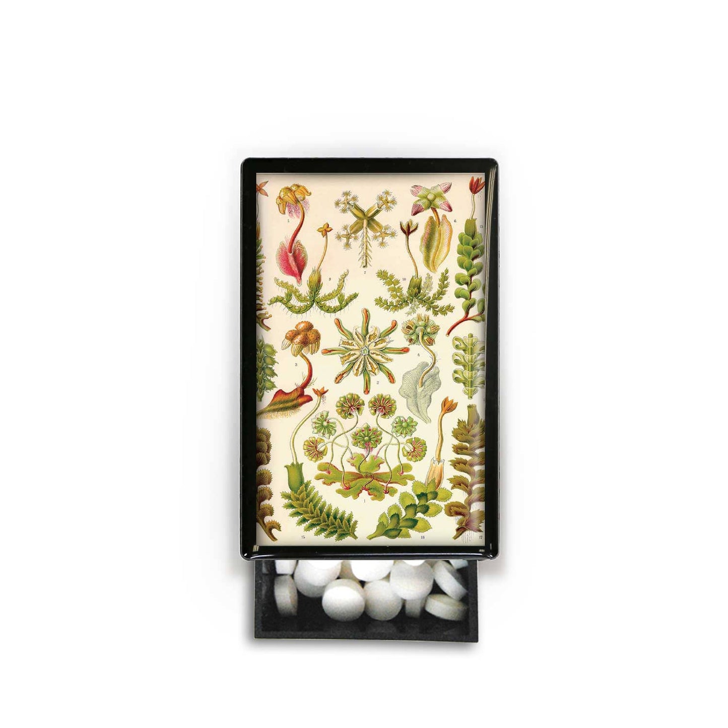 Botanical Print Flowers Succulent Nursery Garden Slide Box