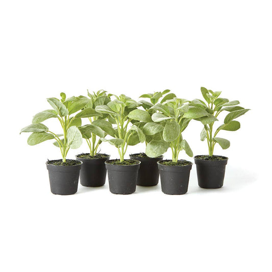 Sage Drop-In 6.5"